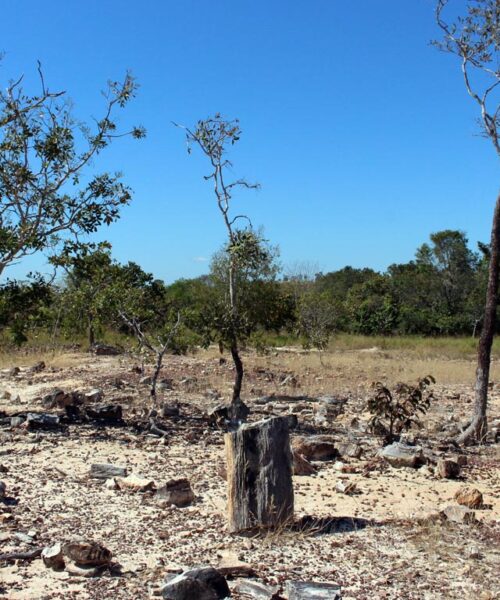 Monumento Natural das Árvores Fossilizadas celebra 24 anos de preservação ambiental no Tocantins