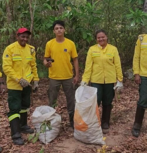 Naturatins apoia coleta do jatobá para fortalecer o desenvolvimento socioeconômico na região do Jalapão