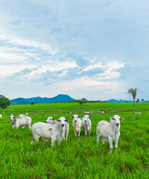 CICB e Imaflora firmam parceria para fortalecer a sustentabilidade nas cadeias do couro e da carne no Brasil