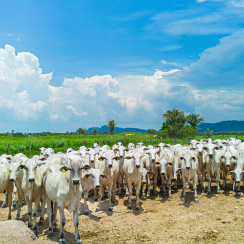 Dados e Agricultura Sustentável do Brasil: Por que precisamos fazer a tarefa de casa e atender as Regras Globais