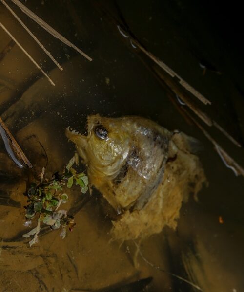 Prefeitura de Rio Branco investiga mortandade de peixes no Rio Acre