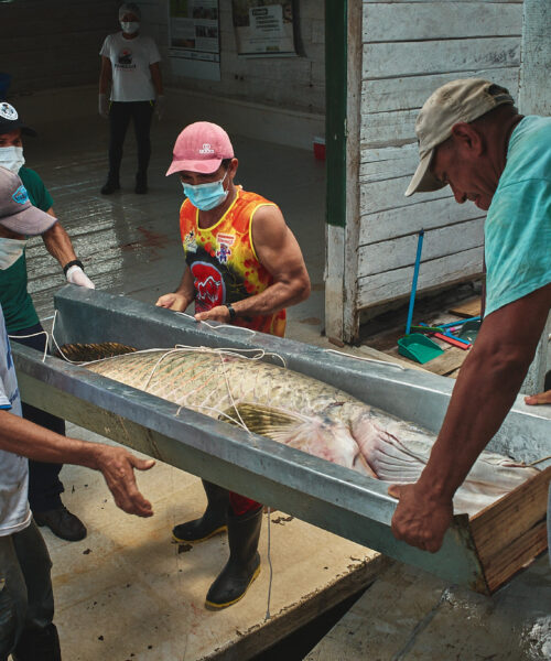 Capacitação em boas práticas para manejo do pirarucu beneficia mais de 80 pescadores na RDS Mamirauá (AM)