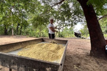 Naturatins fomenta cadeia produtiva da farinha de jatobá na APA do Jalapão