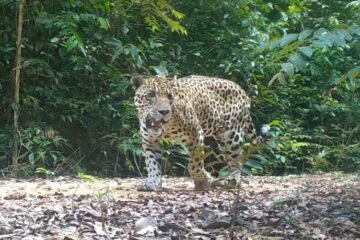 Pesquisa apoiada pelo Governo do Amazonas analisa manejo florestal de impacto reduzido em Itacoatiara