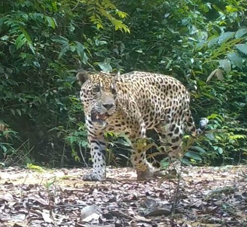 Pesquisa apoiada pelo Governo do Amazonas analisa manejo florestal de impacto reduzido em Itacoatiara