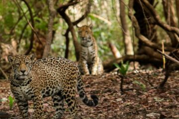 Áreas protegidas da Amazônia são refúgio para onças-pintadas em um bioma cada vez mais degradado