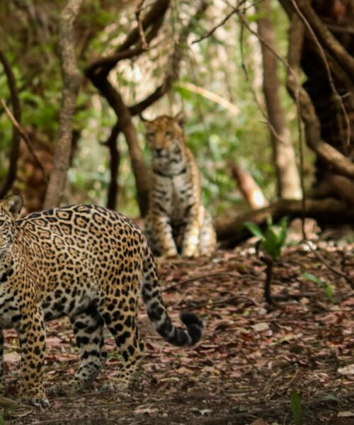 Áreas protegidas da Amazônia são refúgio para onças-pintadas em um bioma cada vez mais degradado