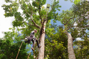 Reserva Amazônica está na vanguarda da tecnologia bioacústica graças ao trabalho de dois laureados Rolex