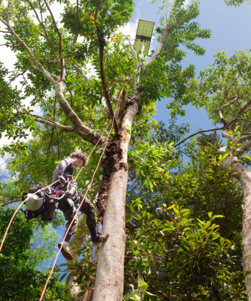 Reserva Amazônica está na vanguarda da tecnologia bioacústica graças ao trabalho de dois laureados Rolex