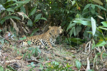 Onçafari realiza primeira reintrodução de onça-pintada macho na Amazônia e celebra o Dia Internacional da Onça-pintada