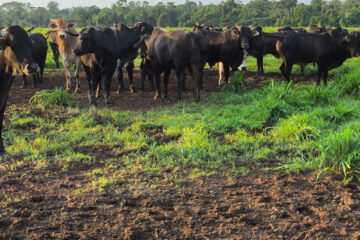 Pecuaristas do Pará recebem acesso gratuito à maior plataforma de produção responsável da América Latina