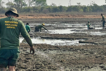 Tocantins avança em licenciamento, preservação da fauna, fiscalizações e projetos de educação ambiental 