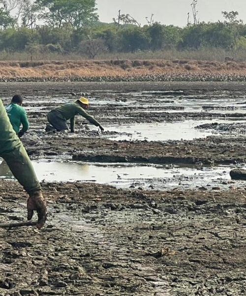 Tocantins avança em licenciamento, preservação da fauna, fiscalizações e projetos de educação ambiental 