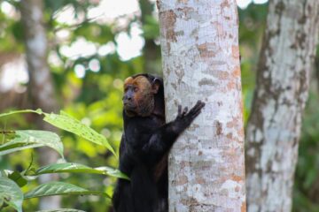 Estudo revela diferenças nos hábitos alimentares de espécies de macacos que habitam na área florestal do Inpa