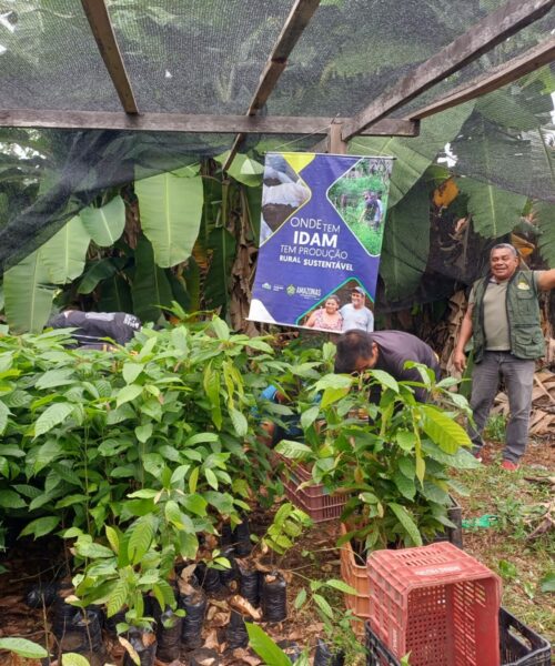 Idam distribui mudas de castanha-do-Brasil e cacau a agricultores do interior do Amazonas