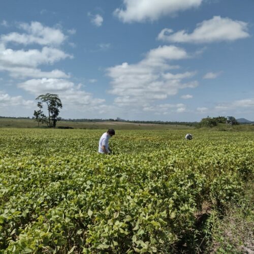 Sustentabilidade e Ciência: A Realidade sobre Agrotóxicos, Taxonomia e Aplicação Aérea