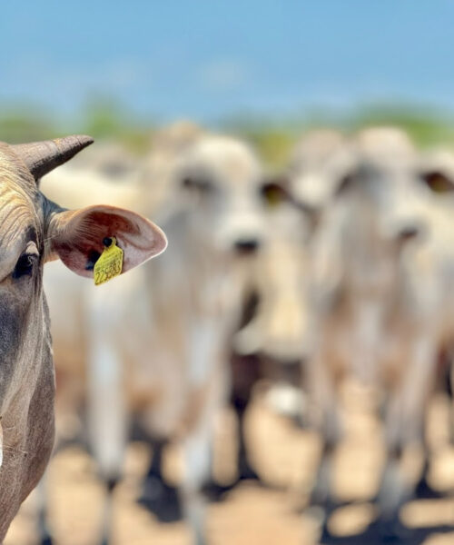 Mato Grosso registra aumento de 18,2% no abate de bovinos e mantém crescimento no setor pecuário, segundo IBGE