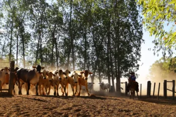 Programa  fortalece práticas de produção pecuária sustentável na agricultura familiar e comunidades tradicionais no Pará