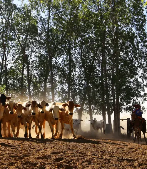 Programa  fortalece práticas de produção pecuária sustentável na agricultura familiar e comunidades tradicionais no Pará