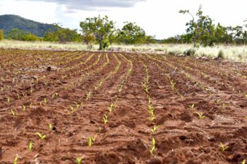 Pesquisa científica é estratégia para fortalecer a agricultura familiar e indígena em Roraima 