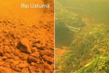 Estudo revela desaparecimento de espécies de Peixes Endêmicos após construção de usinas hidrelétricas no rio Uatumã, no Amazonas