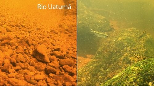 Estudo revela desaparecimento de espécies de Peixes Endêmicos após construção de usinas hidrelétricas no rio Uatumã, no Amazonas