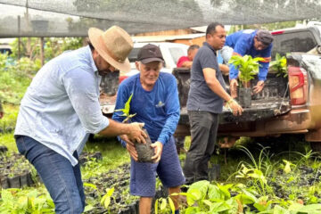 Amapá Cacau: Governo do Estado entrega 36 mil mudas da fruta para produtores familiares de Serra do Navio