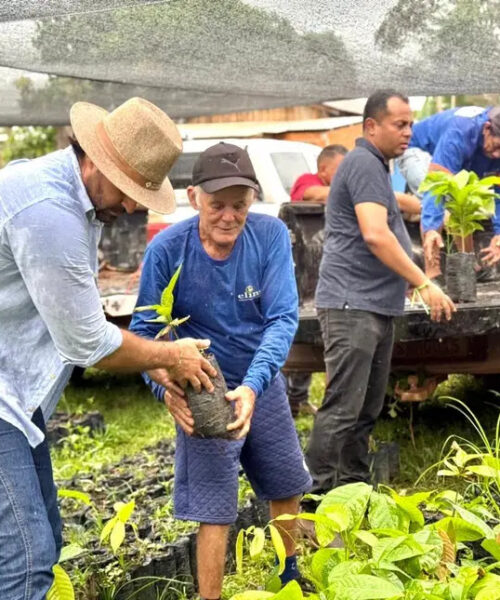 Amapá Cacau: Governo do Estado entrega 36 mil mudas da fruta para produtores familiares de Serra do Navio