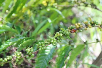 Governo do Amazonas investe na produção de café em São Sebastião do Uatumã