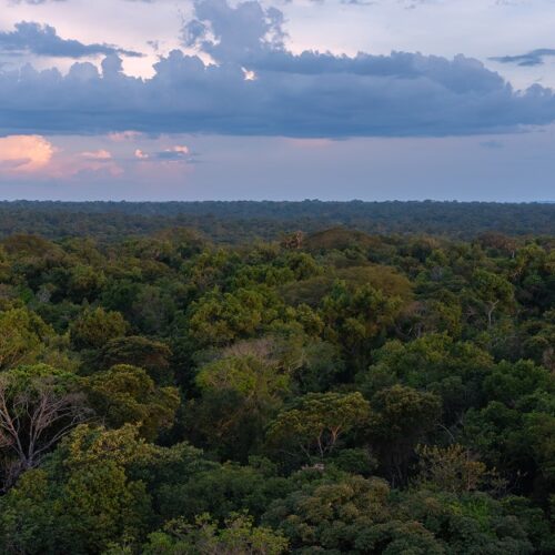 O Cavalo de Troia da Diplomacia Verde: Por trás do discurso de preservação da Amazônia