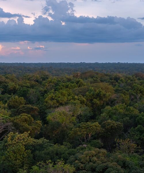 O que estaria em jogo com nova lei que converteria Amazônia em Cerrado em Mato Grosso?