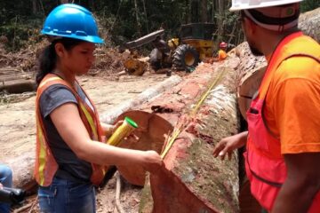 Ipaam anuncia Período de Defeso Florestal no Amazonas