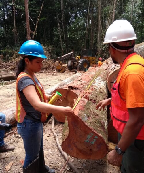 Ipaam anuncia Período de Defeso Florestal no Amazonas