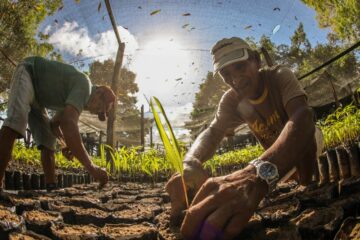 Pará incentiva ambientes sustentáveis com entrega de 5,5 milhões de sementes e mudas