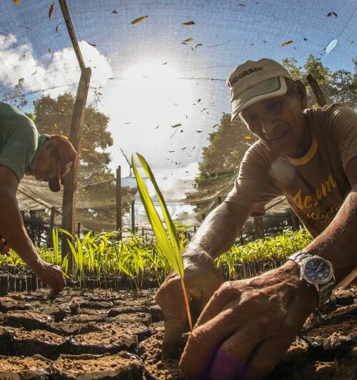 Pará incentiva ambientes sustentáveis com entrega de 5,5 milhões de sementes e mudas