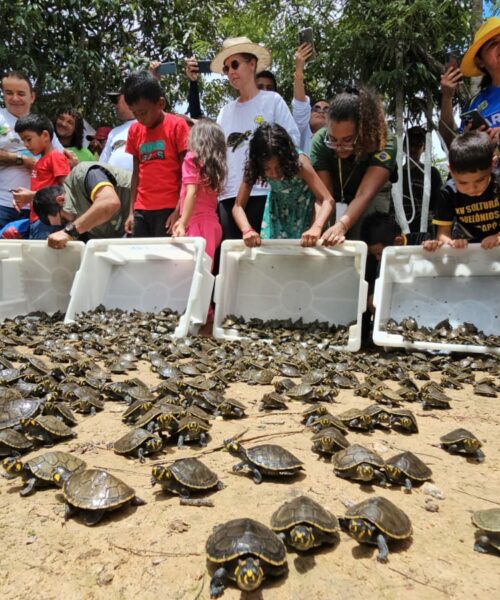 Mais de 4,9 mil quelônios são devolvidos à natureza na Reserva de Desenvolvimento Sustentável Igapó-Açu, no Amazonas