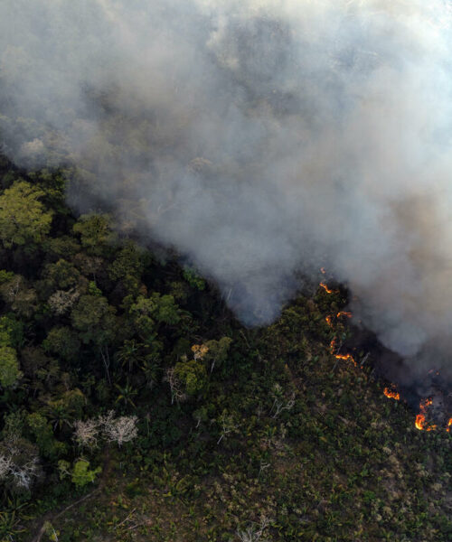 Amazônia registra queda no desmatamento, mas especialistas alertam para desafios permanentes