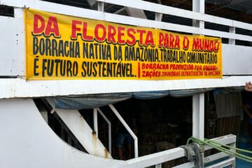 Safra de 2024 da borracha no Amazonas gera 160 toneladas e R$ 2,2 milhões para seringueiros e associações comunitárias