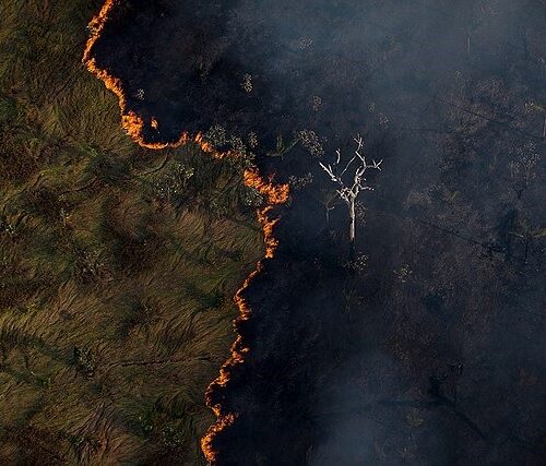 Crime organizado mudou a dinâmica da preservação na Amazônia, alerta cientista