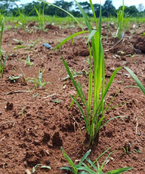 Com apoio da Prefeitura, produtores de Rio Branco ampliam colheita de arroz