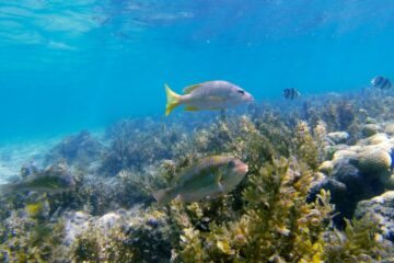 Na retomada da COP16, WWF pede que países restaurem confiança nas metas globais de biodiversidade