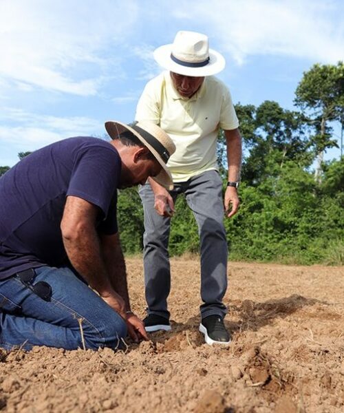 Prefeitura de Rio Branco e Embrapa iniciam cultivo de arroz da variedade Primavera para fortalecer a agricultura familiar