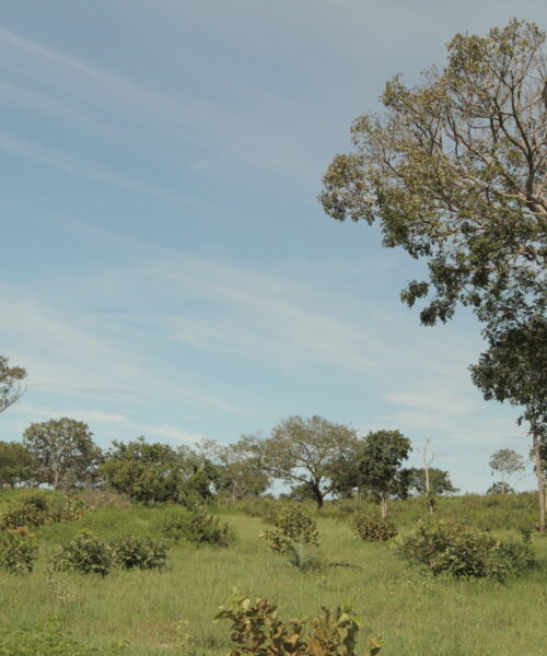 Tocantins avança na preservação ambiental com criação do Comitê para elaboração do plano para recuperar áreas degradadas