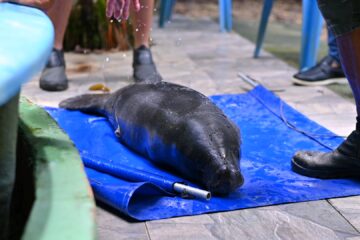 Ipaam transporta filhote de peixe-boi resgatado no interior do Amazonas para acolhimento no Inpa