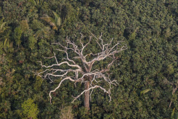 PL do Licenciamento Ambiental avança na Câmara e gera alerta sobre direitos indígenas e proteção ambiental