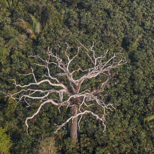 Amazônia atinge limite de aquecimento do Acordo de Paris e Pantanal supera marca histórica