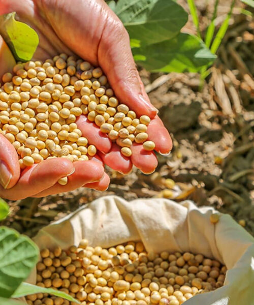 Tocantins bate recorde de produção de grãos com safra de 8,9 milhões de toneladas em 2025