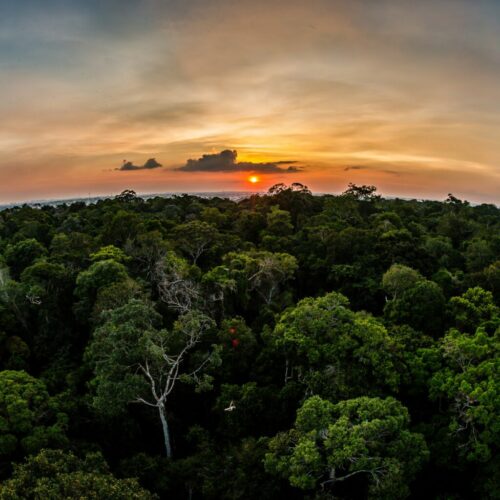 Vamos conversar sobre biodiversidades e bioeconomias do Brasil?