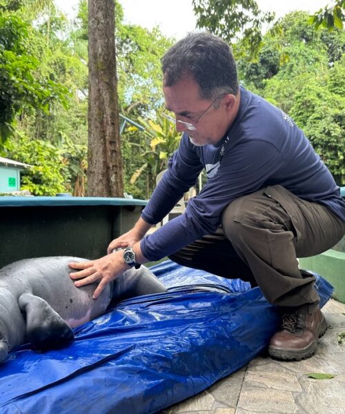 Sétimo filhote de peixe-boi chega ao Inpa em menos de três meses e preocupa pesquisadores