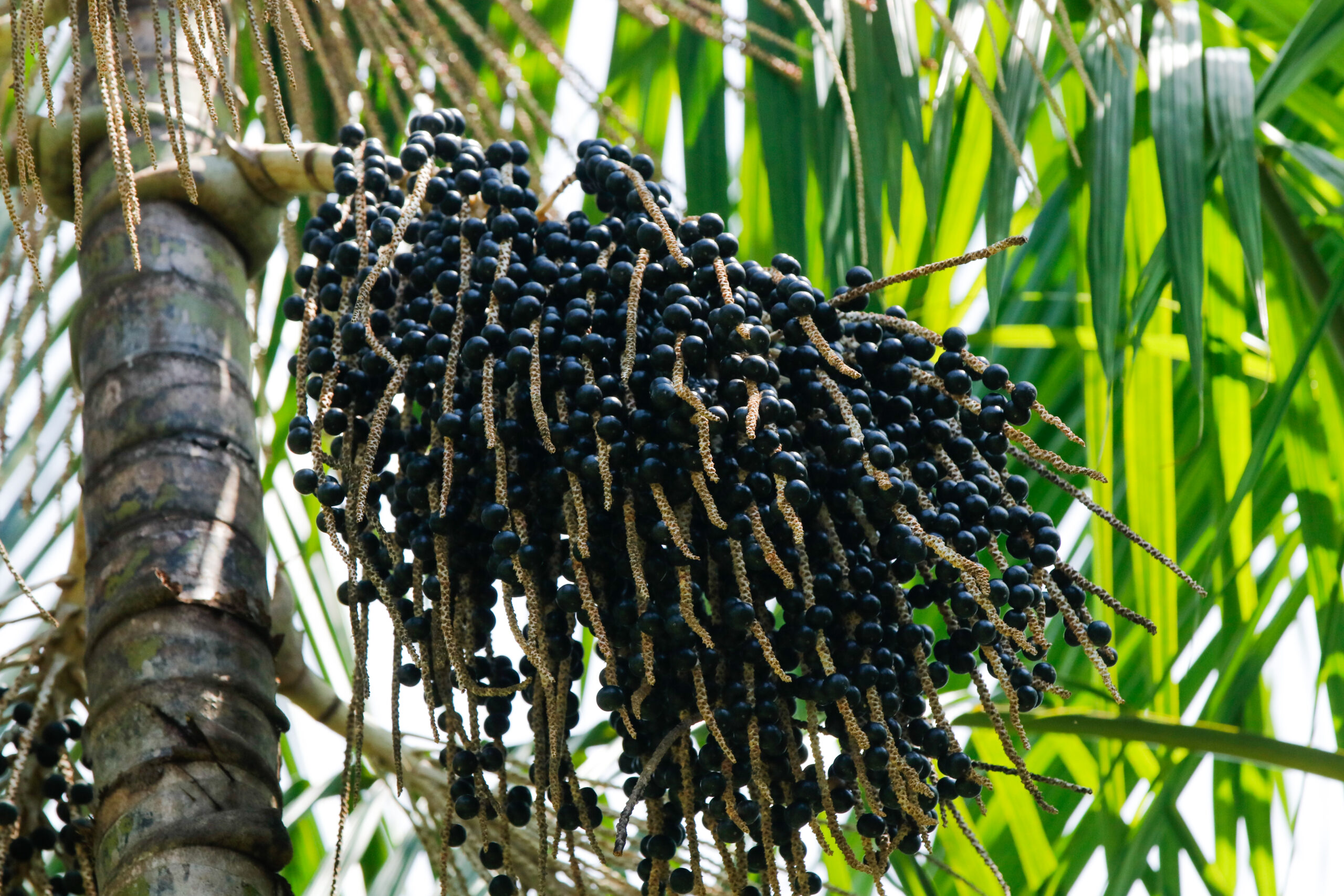 Com incentivos do Idam, produção de açaí cresce 150% no Amazonas